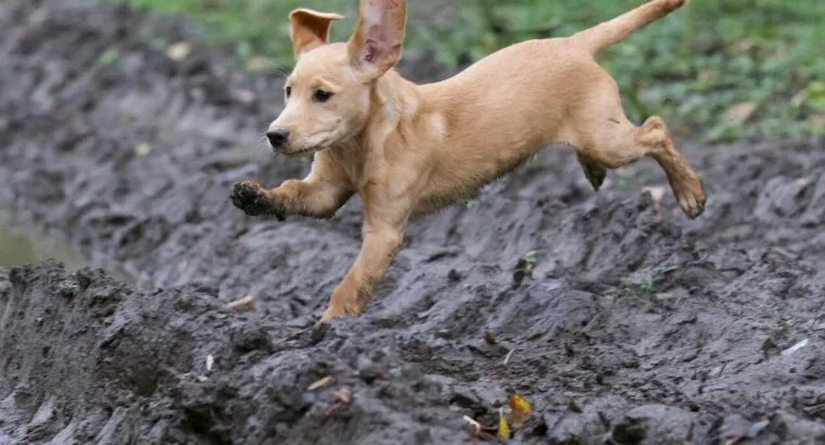 Adorable Labrador Puppies for Sale – Vaccinated & Healthy!